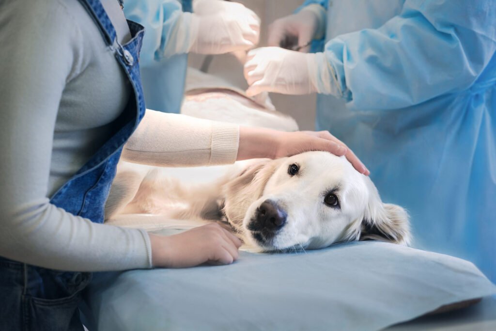 Chirurgia zwierząt, chirurg zwierzęcy w Świdnicy